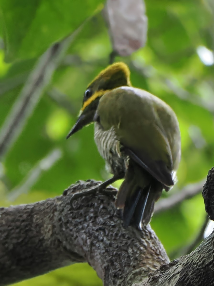 Golden-green Woodpecker - ML514687931
