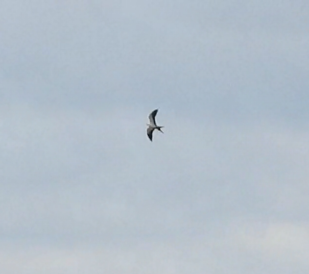 Swallow-tailed Kite - ML514689371