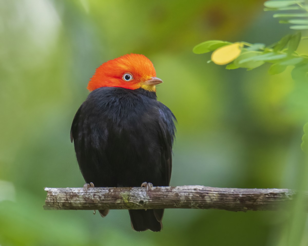 Red-capped Manakin - Ben Hernández GuatemalaAuthenticNature.com