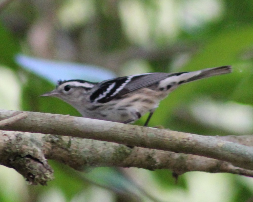 Black-and-white Warbler - ML51470731
