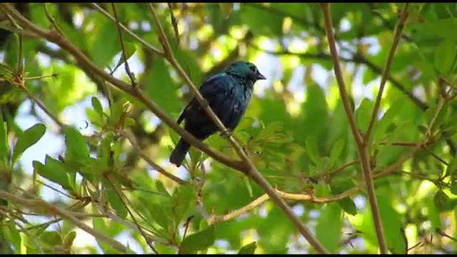 Seven-colored Tanager - ML514707791