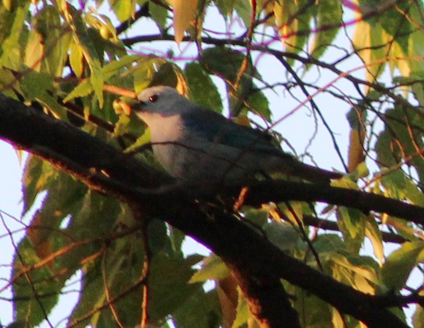 Blue-gray Tanager - ML51470971