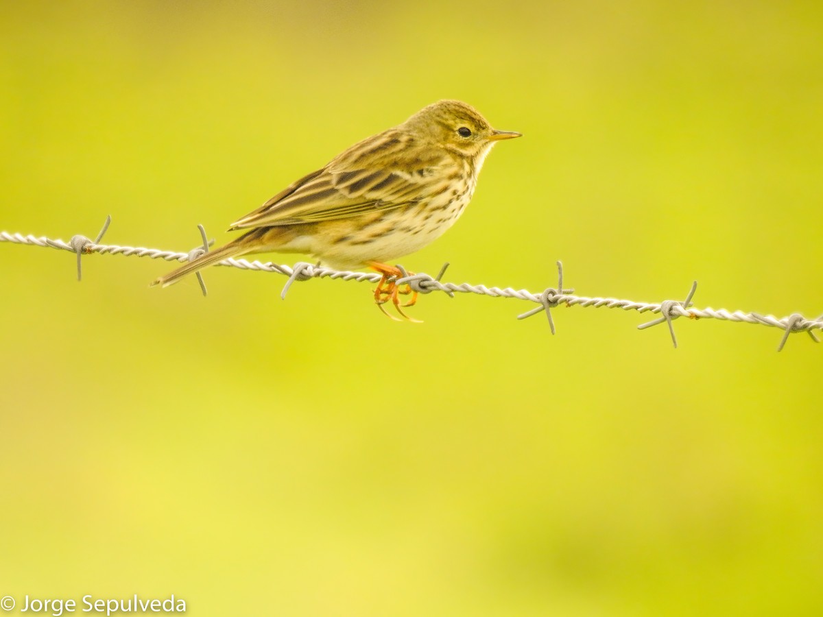 Meadow Pipit - ML514709901