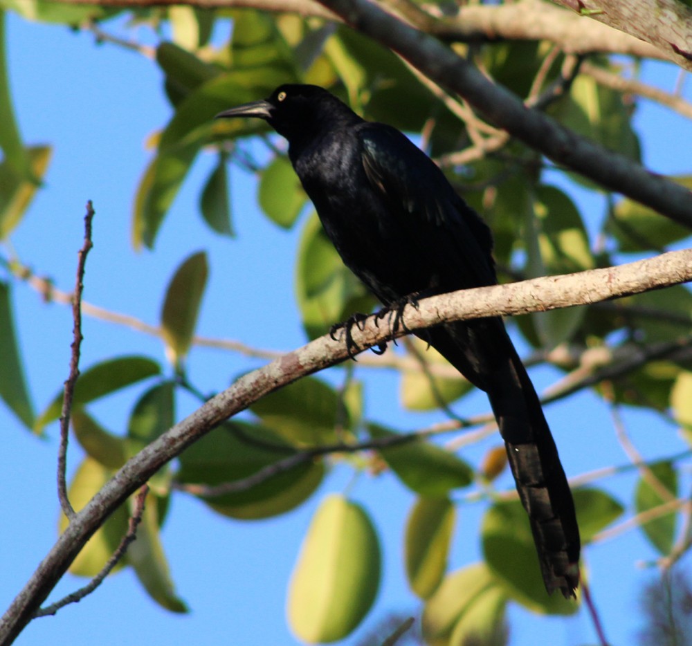Great-tailed Grackle - ML51471171