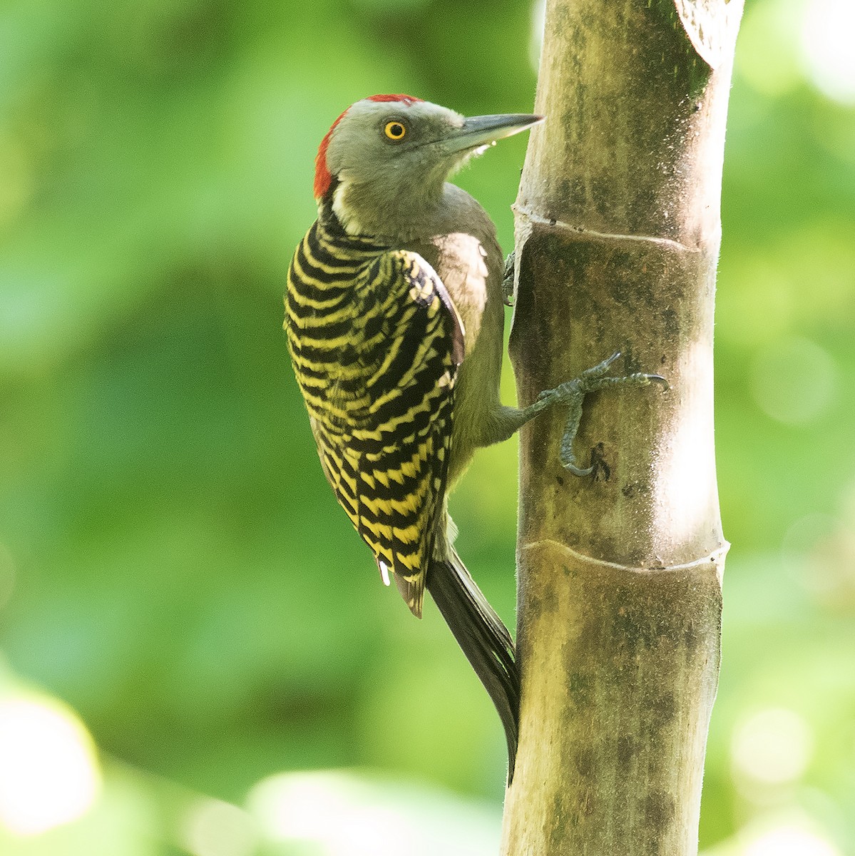Hispaniolan Woodpecker - ML514712281