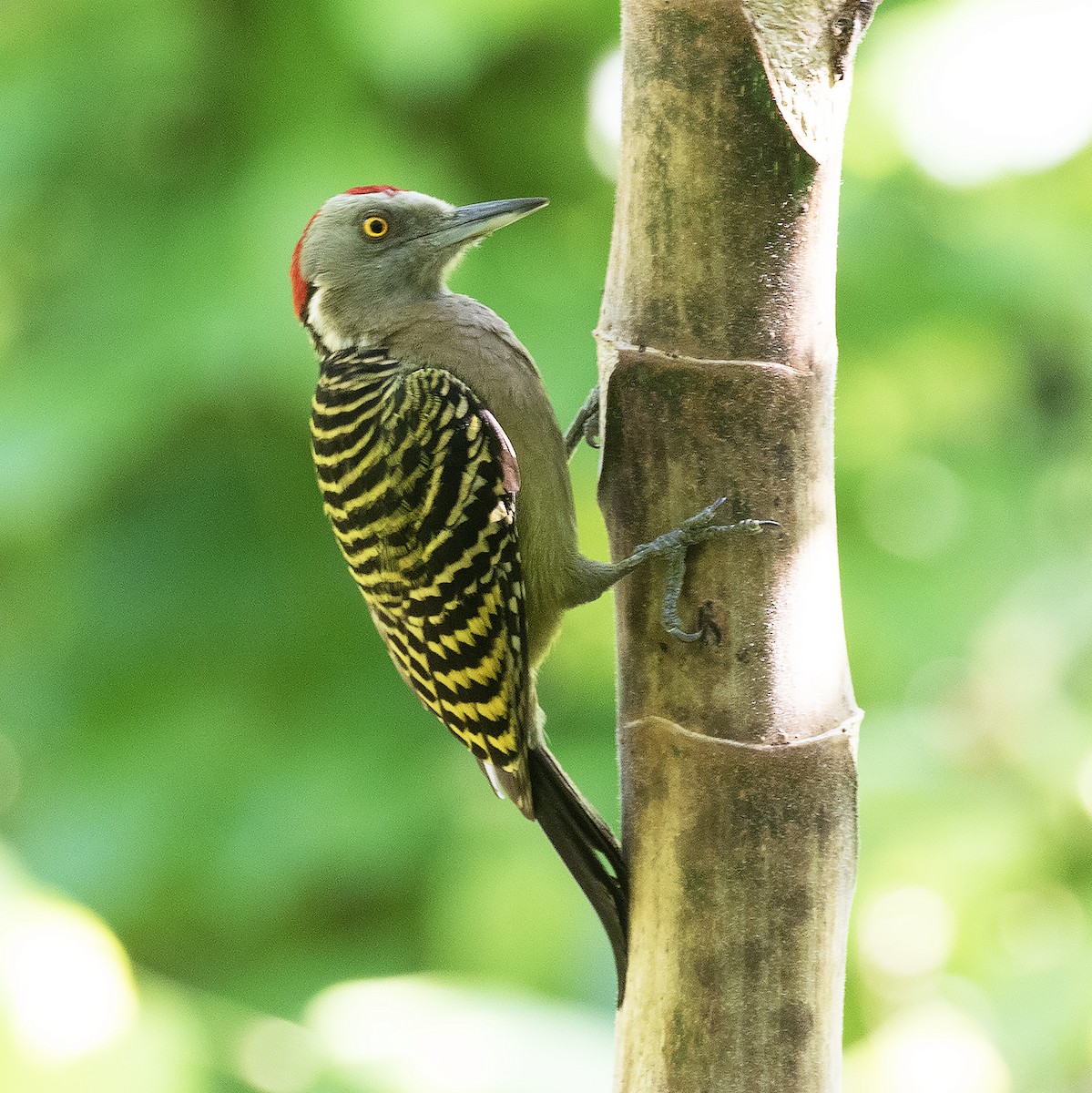 Hispaniolan Woodpecker - ML514712291