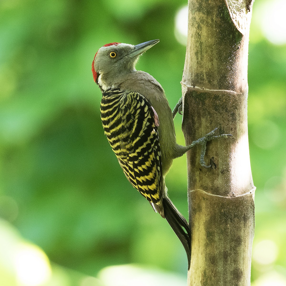Hispaniolan Woodpecker - ML514712341
