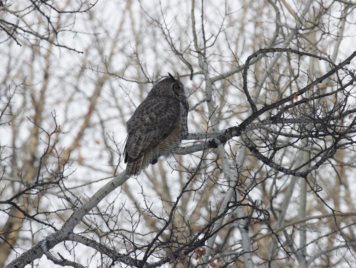 Great Horned Owl - ML514713261