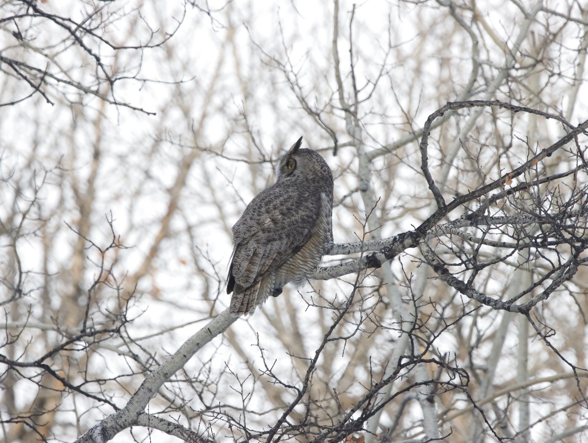 Great Horned Owl - ML514713561