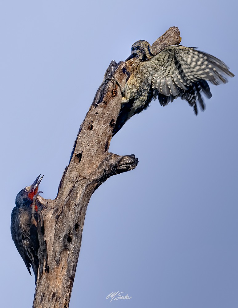 Puerto Rican Woodpecker - ML514715431