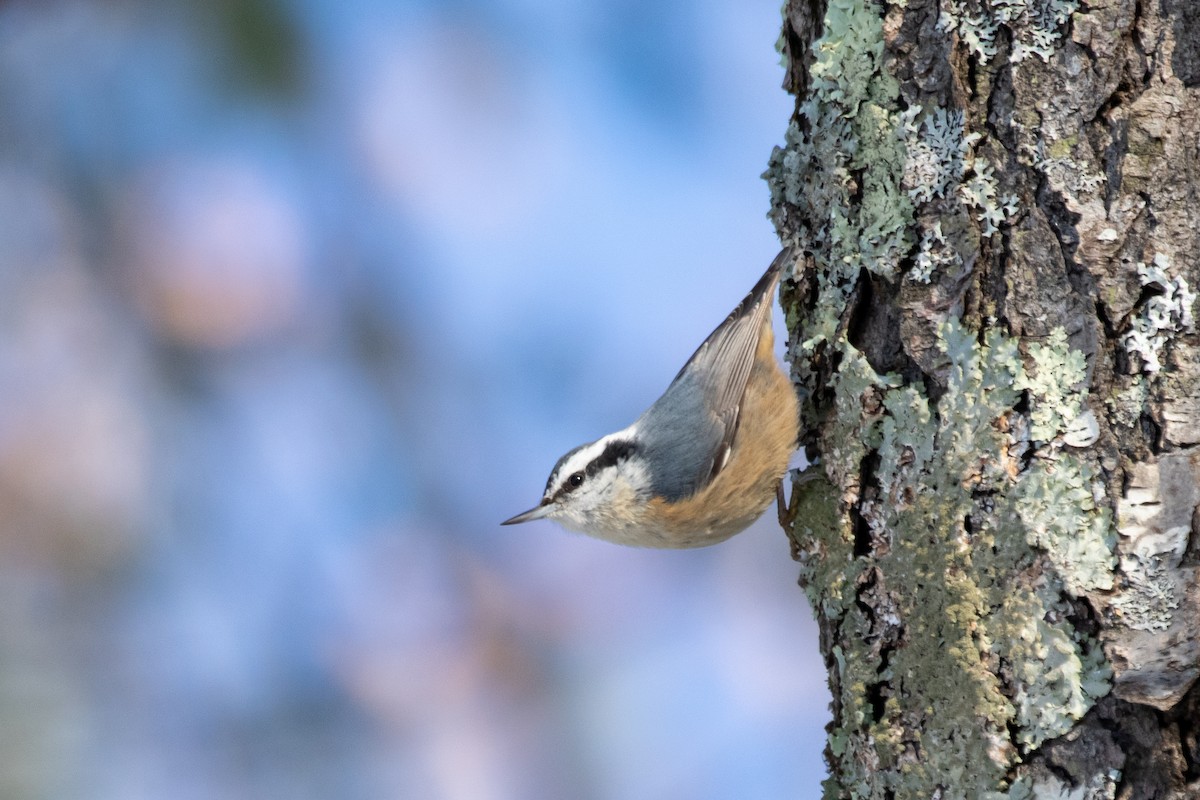 Red-breasted Nuthatch - ML514716291