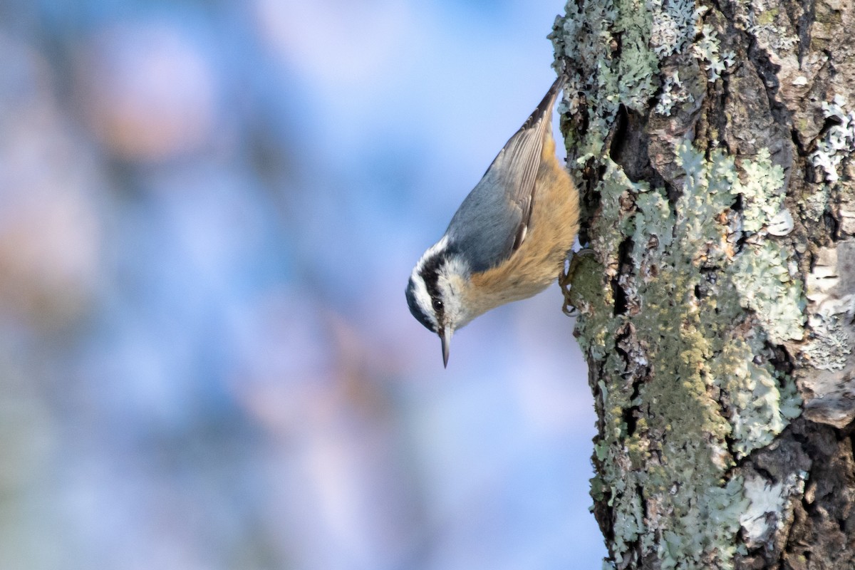 Red-breasted Nuthatch - ML514716321