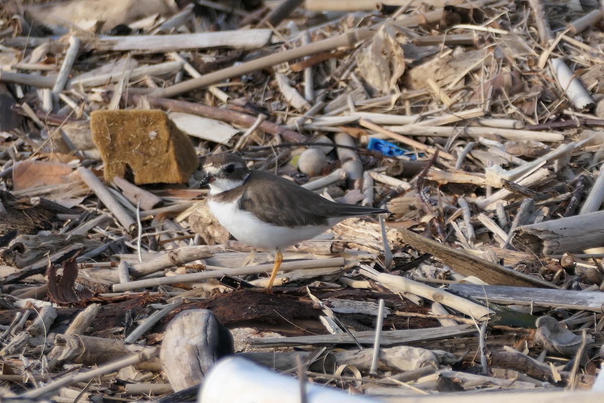 Semipalmated Plover - ML514716971