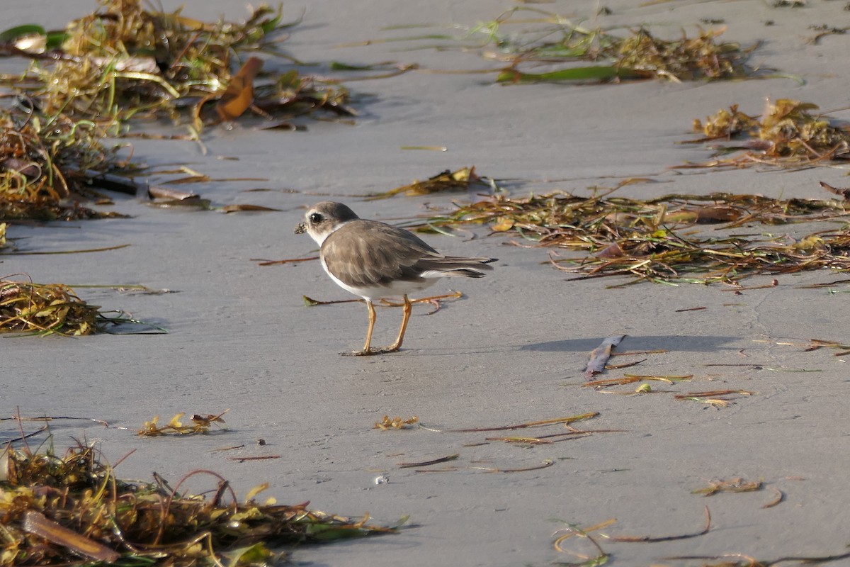 Semipalmated Plover - ML514716981
