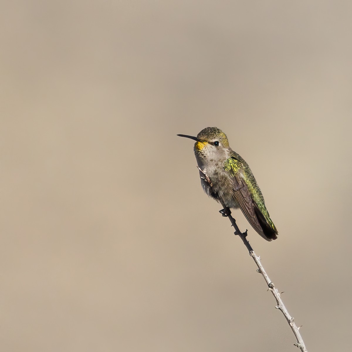 Costa's Hummingbird - ML514721391