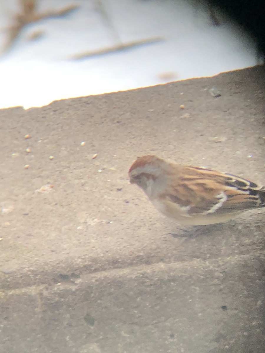 American Tree Sparrow - ML514722211