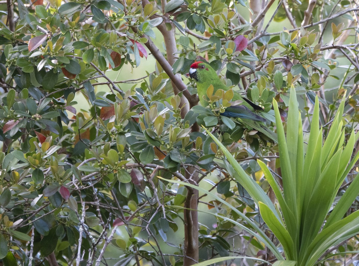 Norfolk Island Parakeet - ML514722691