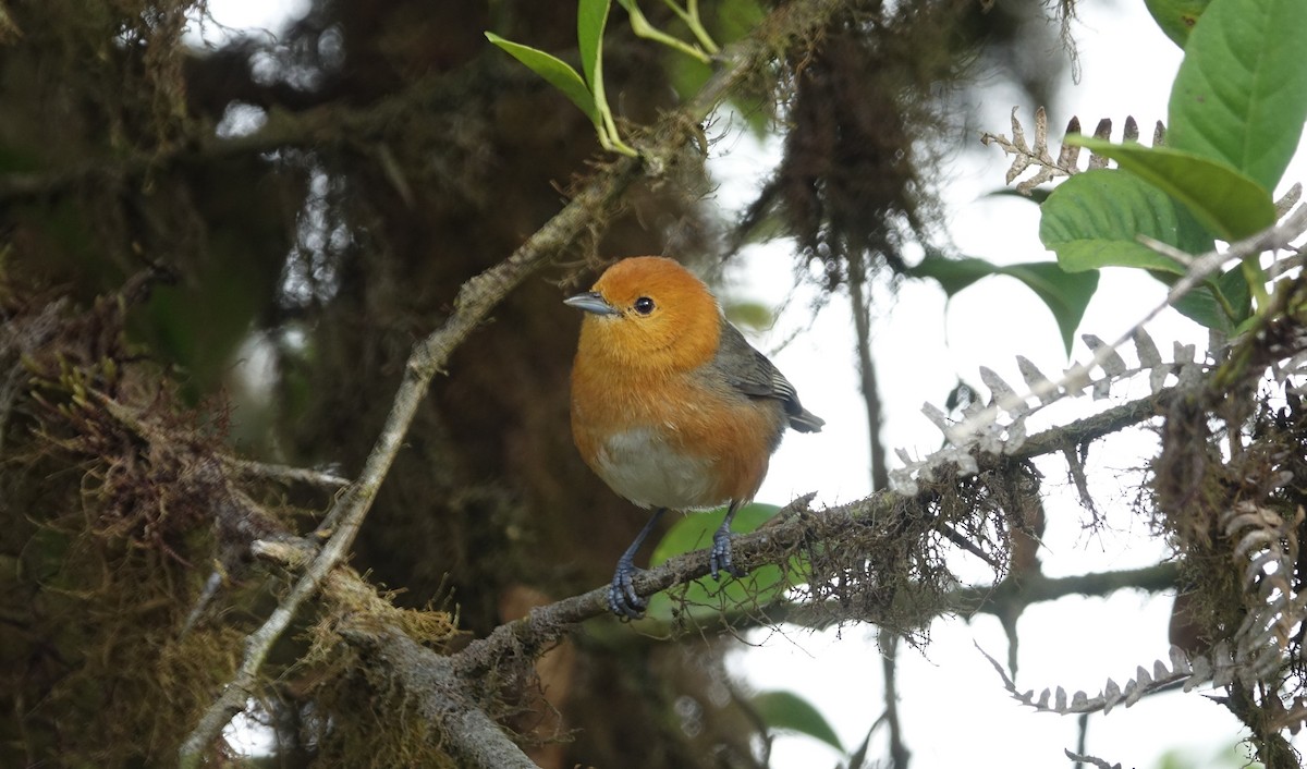 Rufous-chested Tanager - ML514723951