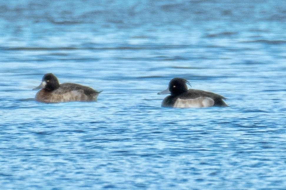 Tufted Duck - ML514727991