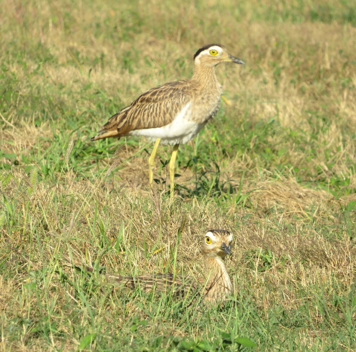 Double-striped Thick-knee - ML514732551