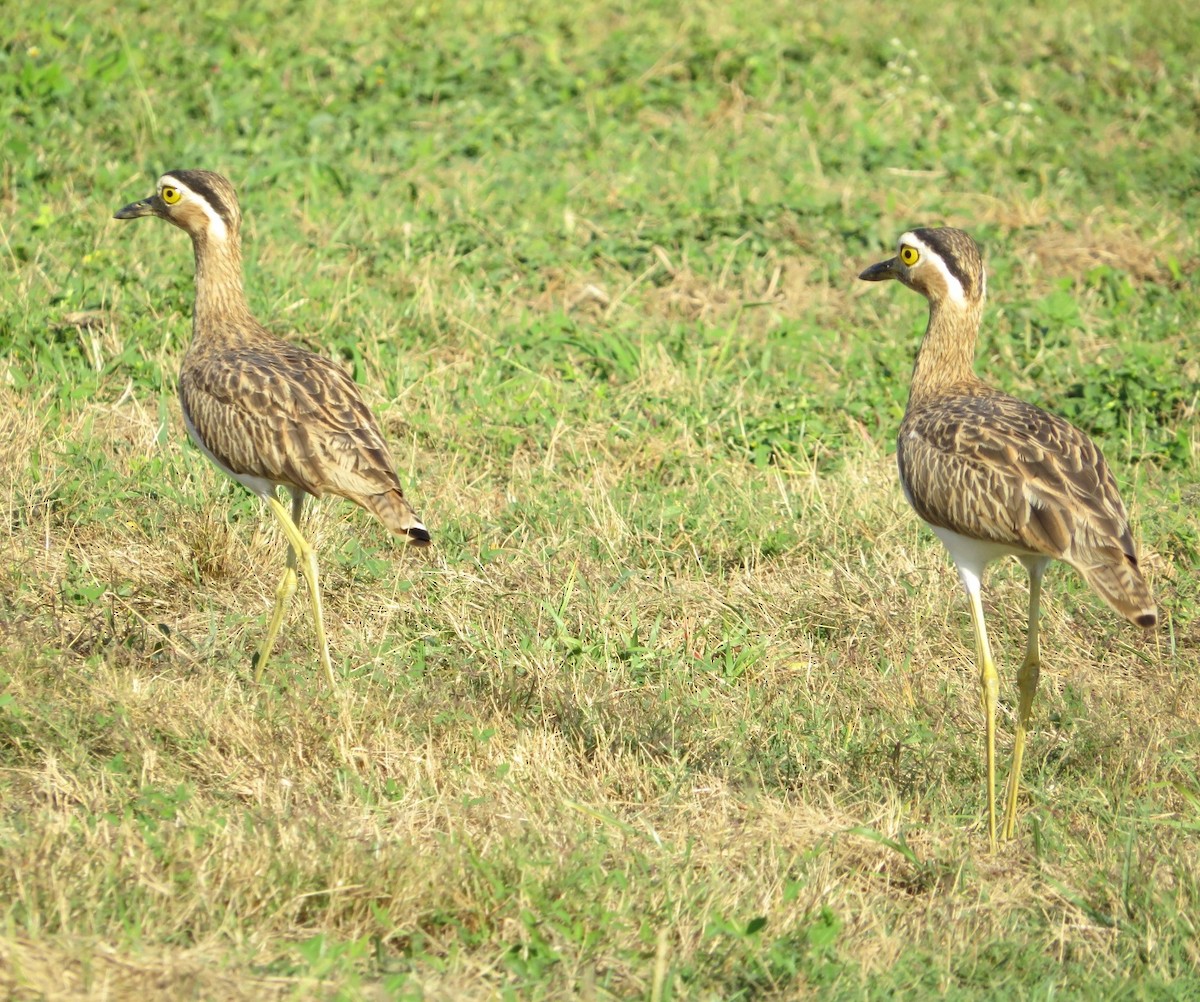 Double-striped Thick-knee - ML514732561