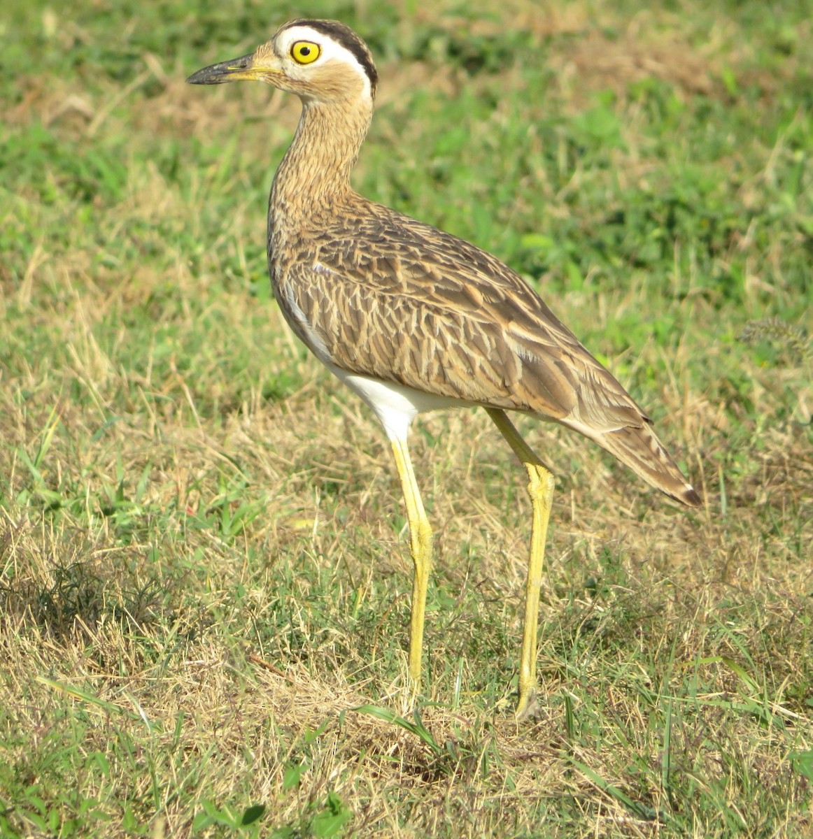 Double-striped Thick-knee - ML514732571
