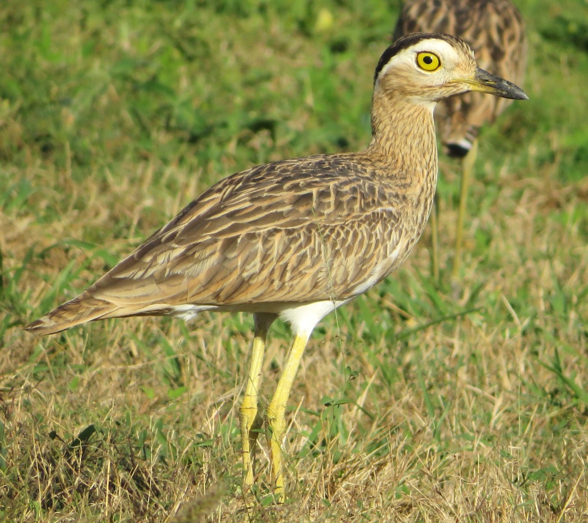 Double-striped Thick-knee - ML514732581