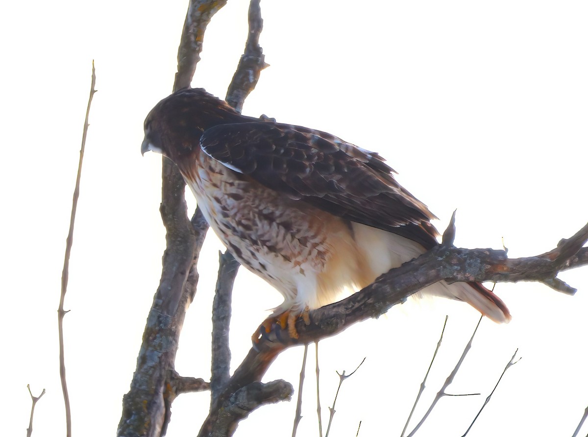 Red-tailed Hawk - ML514736291