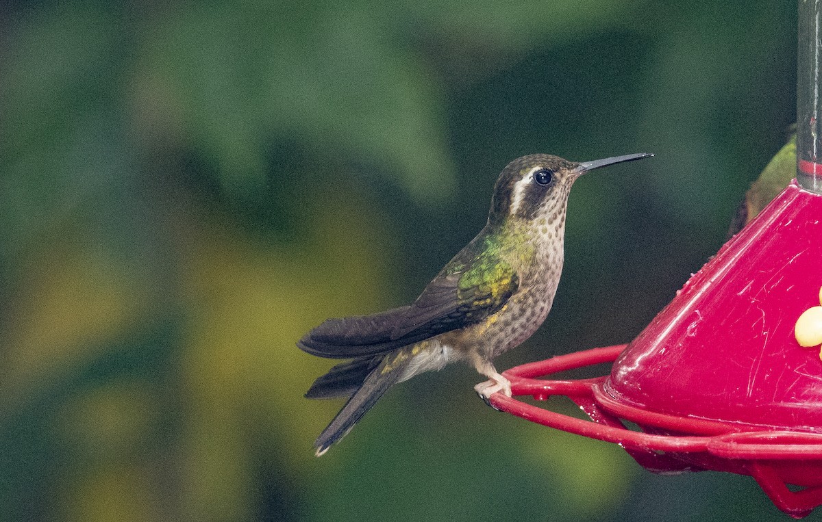 Speckled Hummingbird - ML514740041