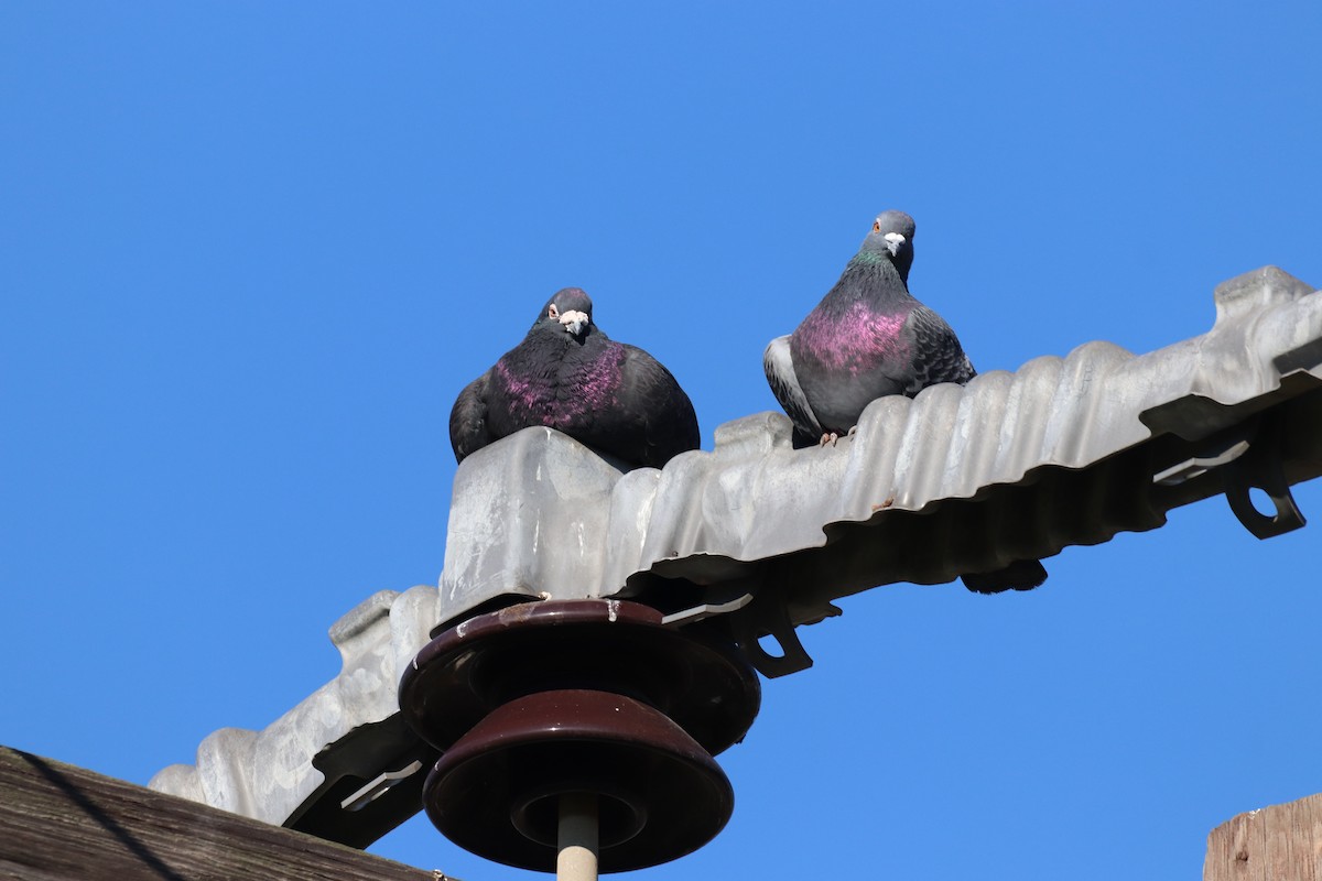 Rock Pigeon (Feral Pigeon) - ML514741091