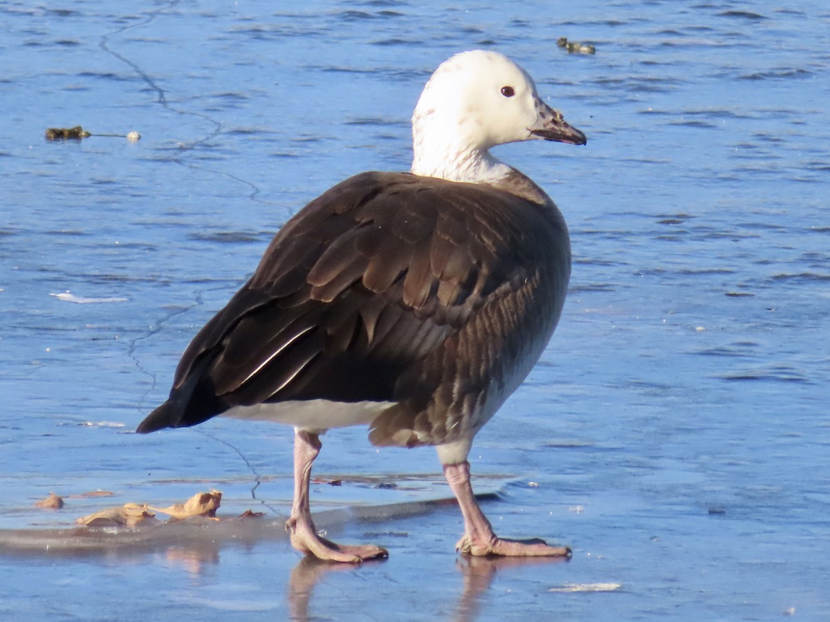 Snow x Cackling Goose (hybrid) - ML514741331