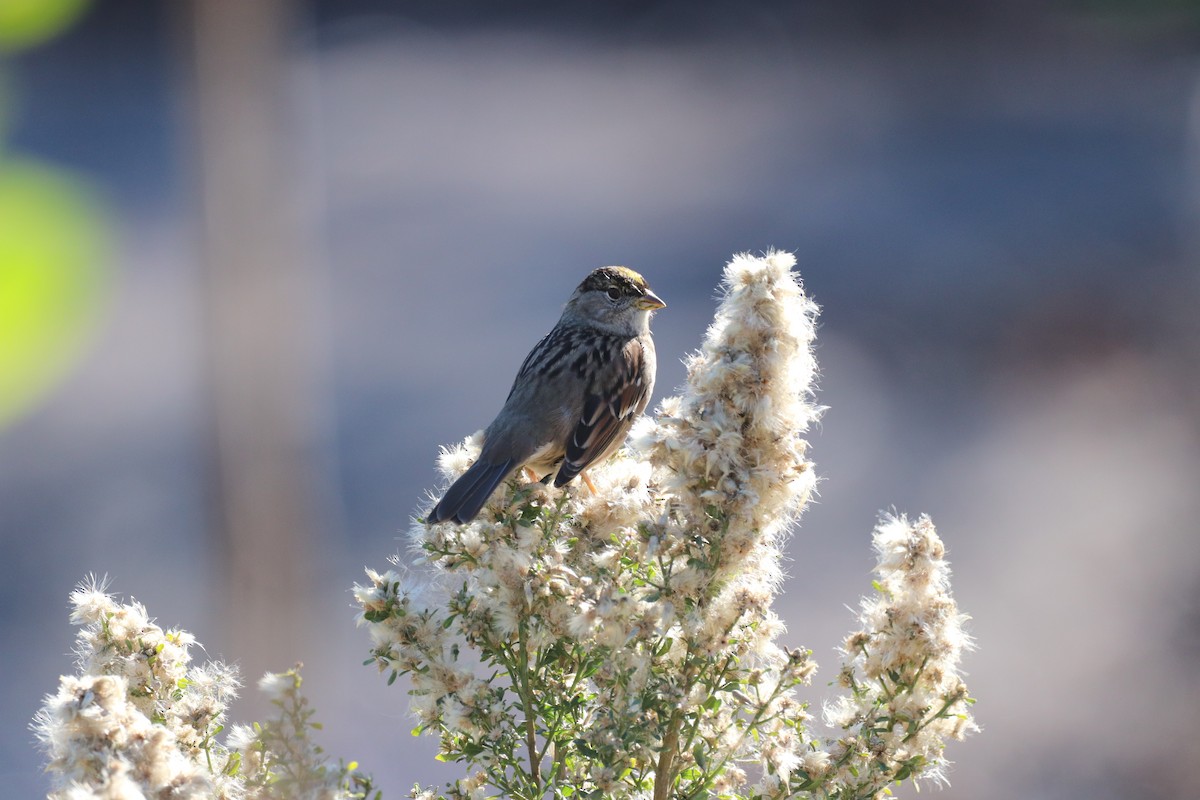 Golden-crowned Sparrow - ML514741531