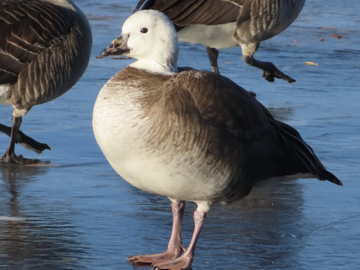 Snow x Cackling Goose (hybrid) - ML514741591