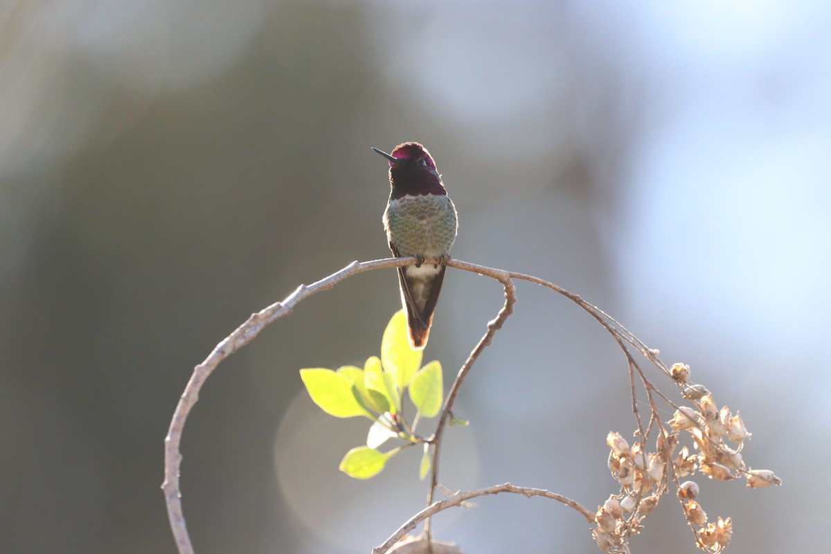 Anna's Hummingbird - ML514741711