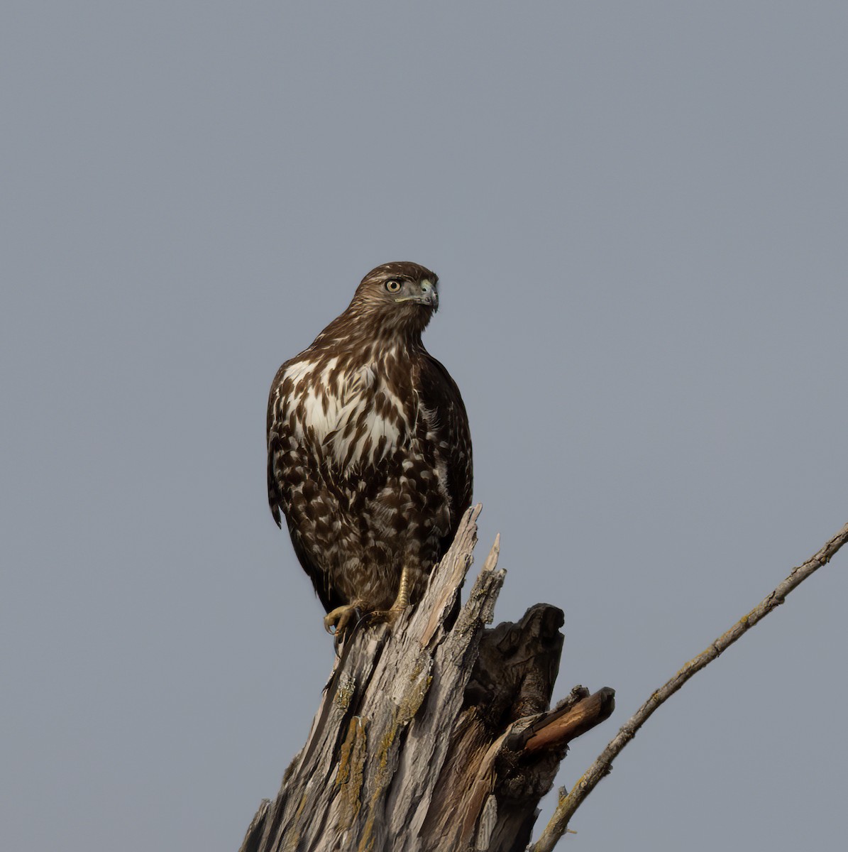 Red-tailed Hawk - ML514746811