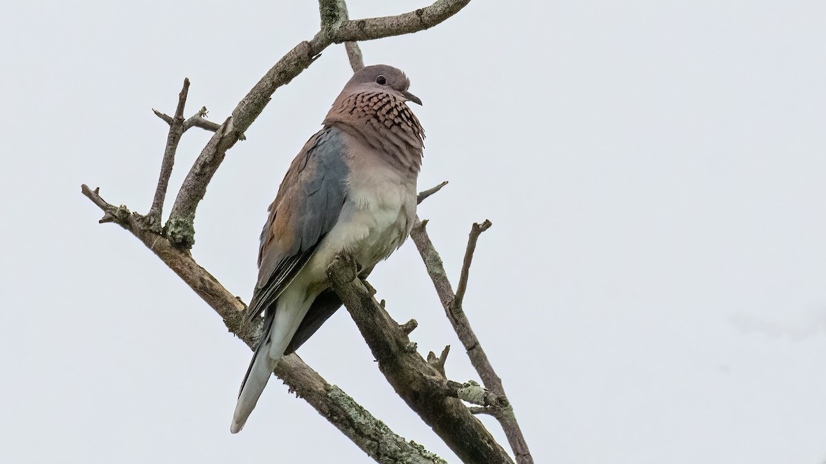 Laughing Dove - ML514749891