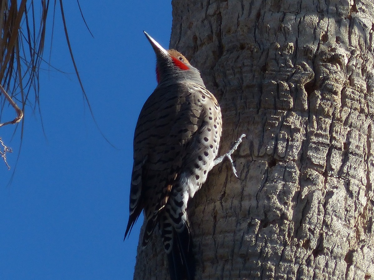 Northern Flicker (Red-shafted) - ML514750401