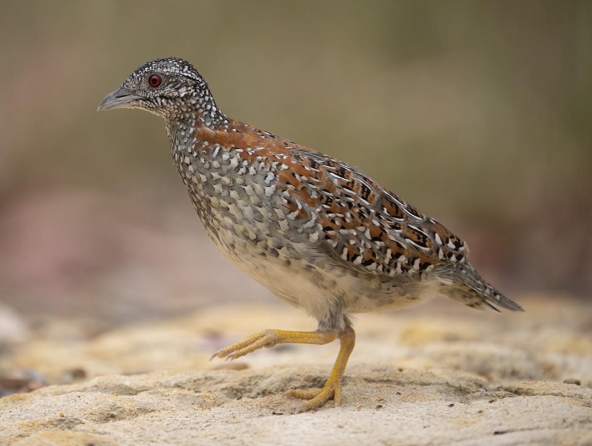 Painted Buttonquail - ML514752731