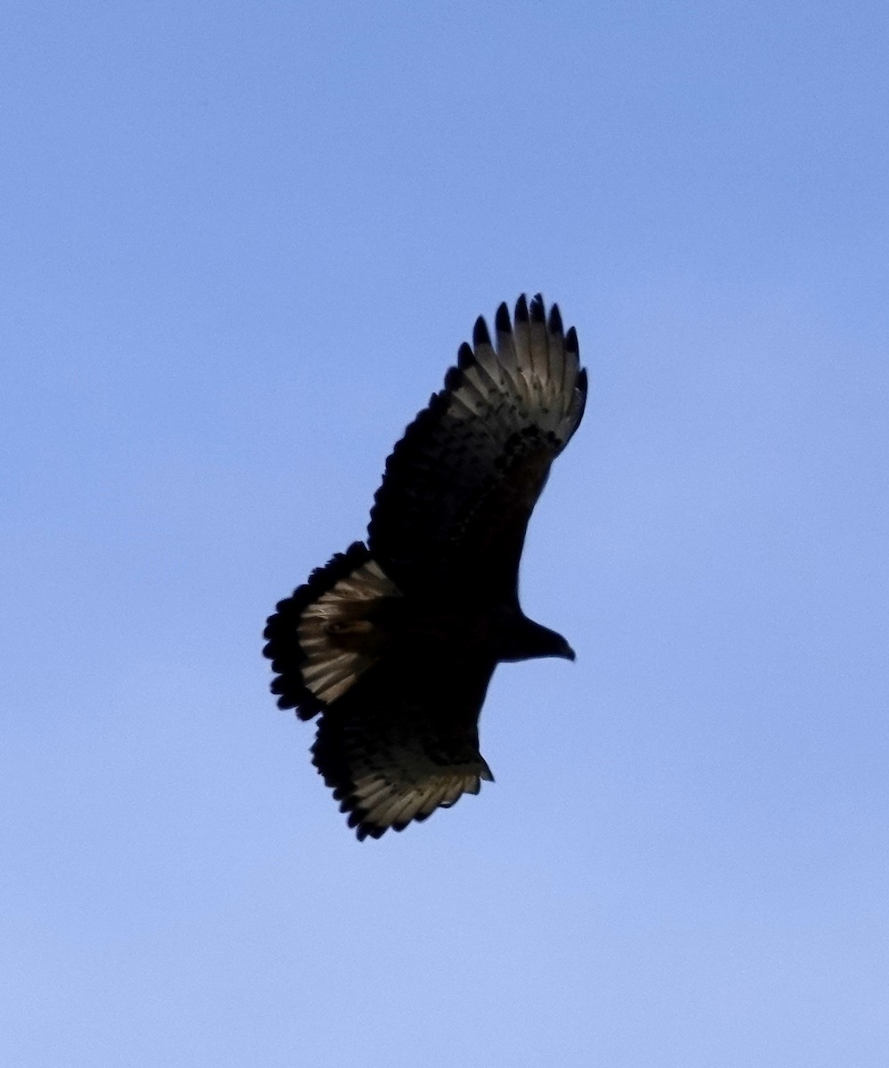 Black-and-chestnut Eagle - ML514754851