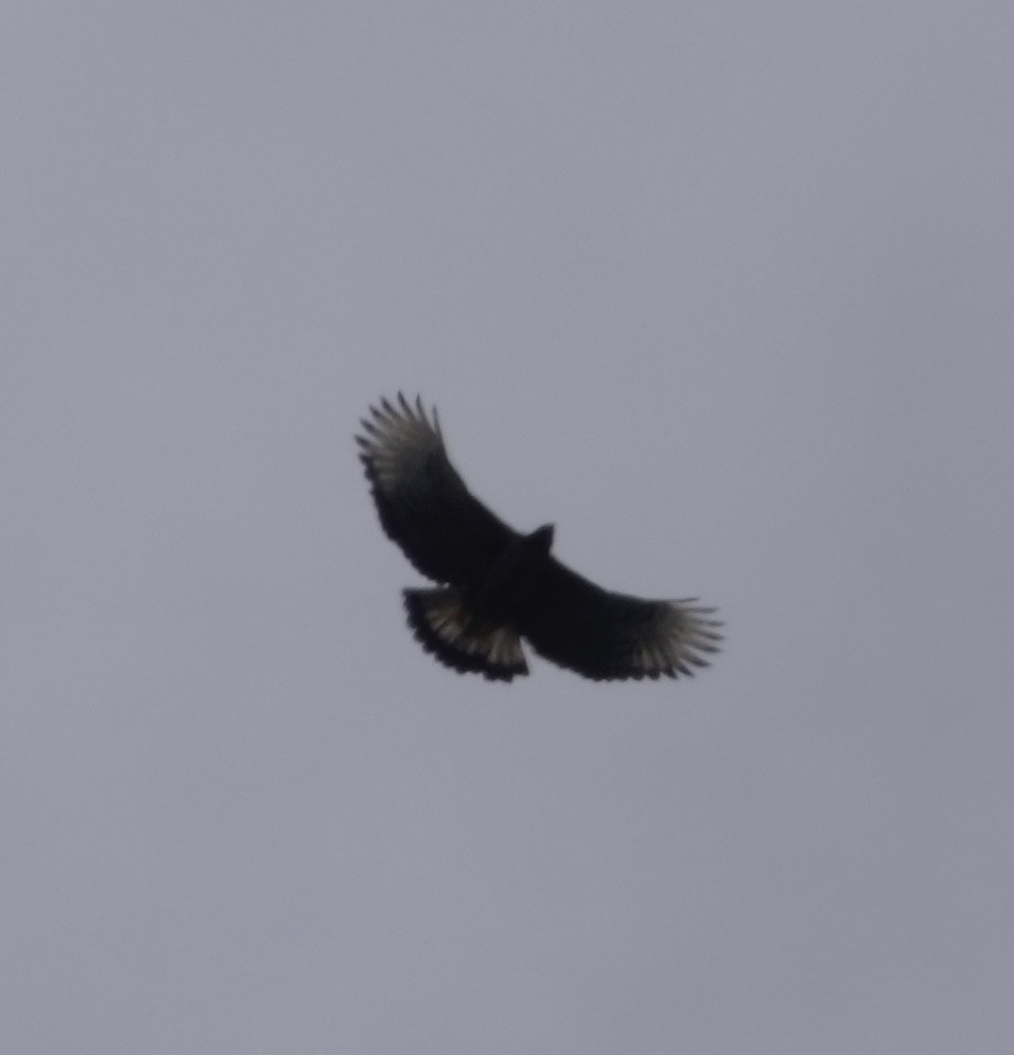 Black-and-chestnut Eagle - ML514754861