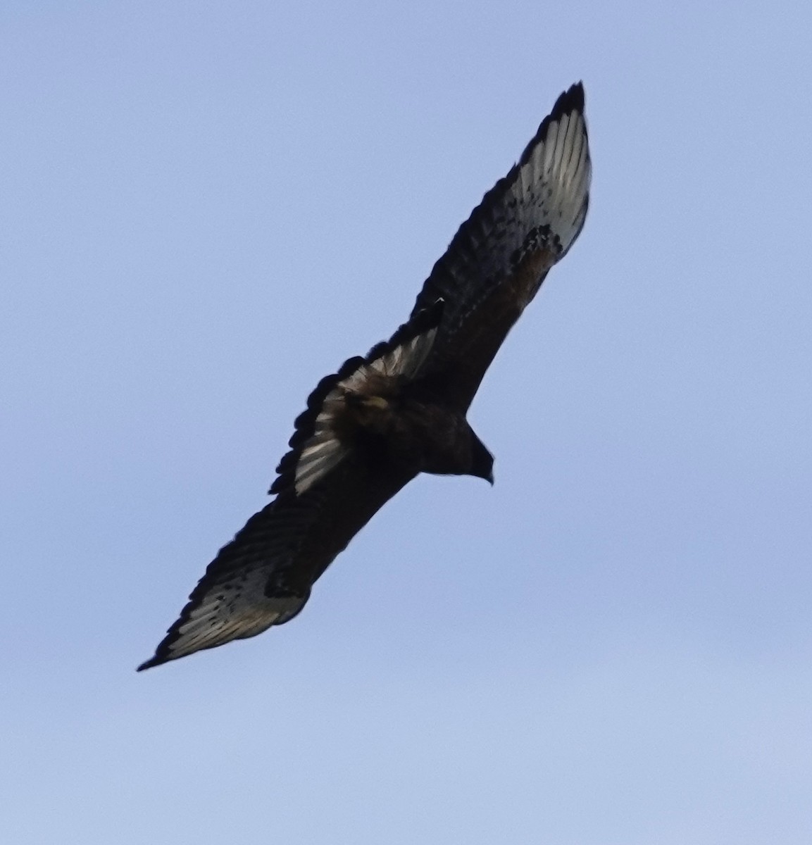 Black-and-chestnut Eagle - ML514754871