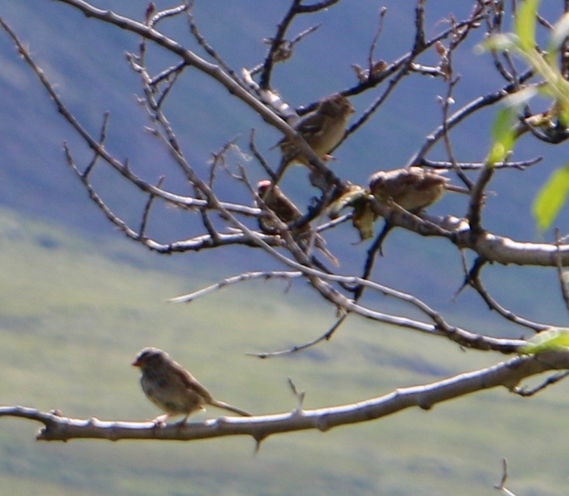 White-crowned Sparrow - ML514758741