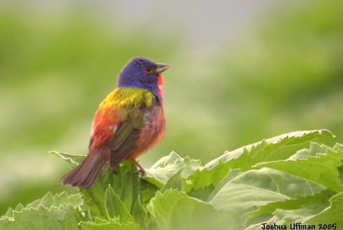 Painted Bunting - ML514760411