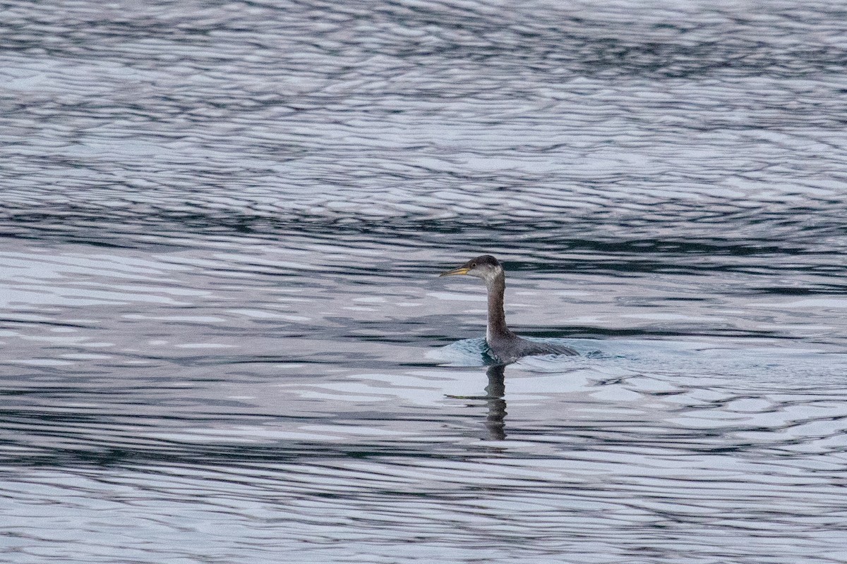 Red-necked Grebe - ML514762571
