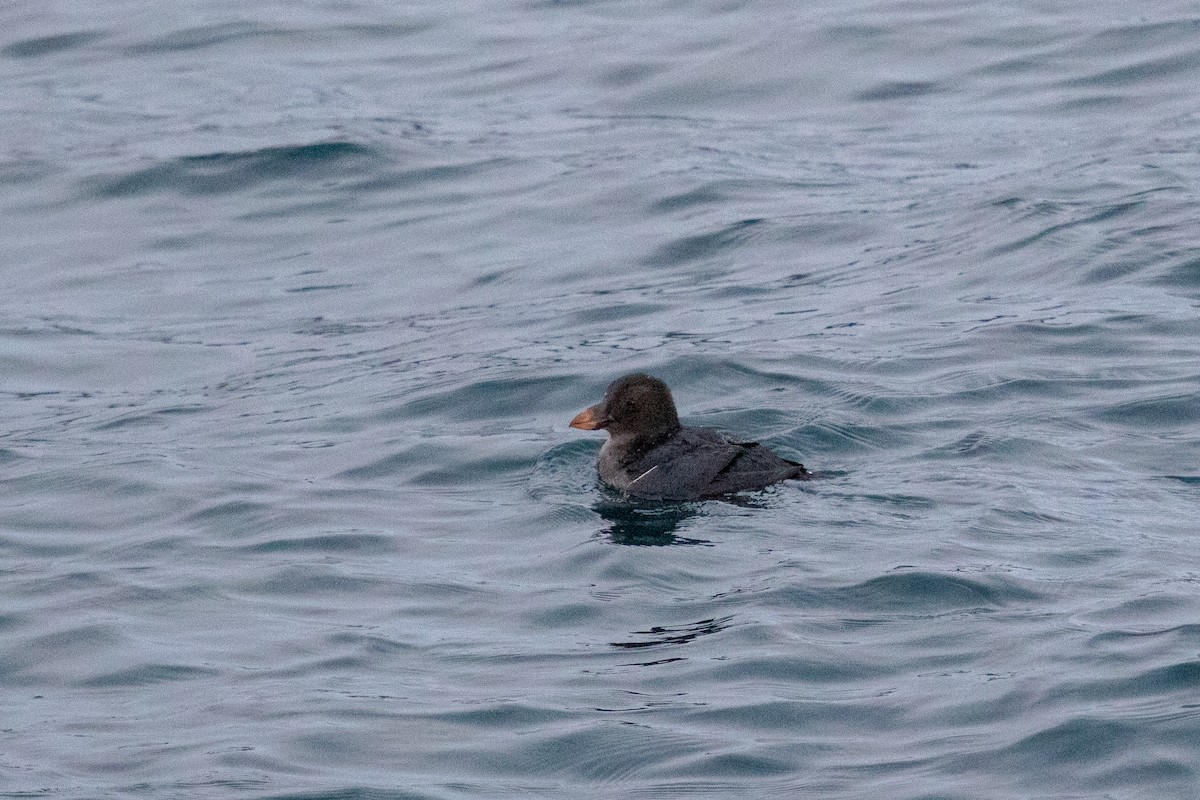 Tufted Puffin - ML514762971