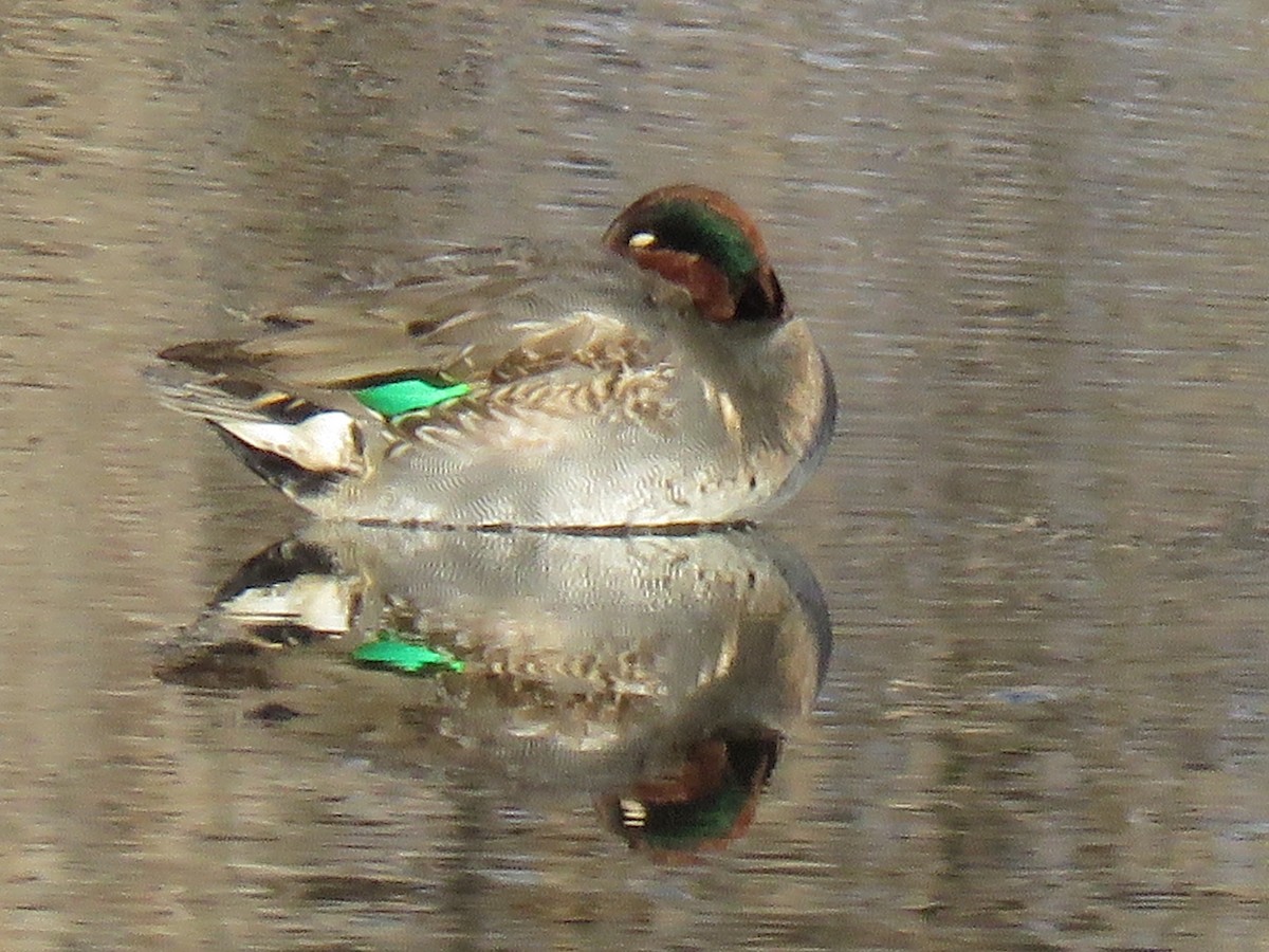Green-winged Teal - ML514768091