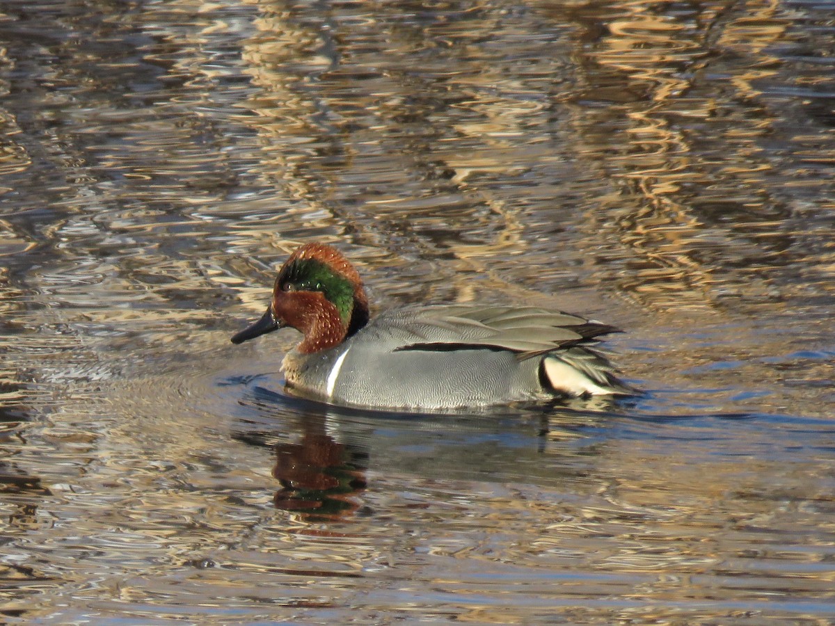 Green-winged Teal - ML514768101