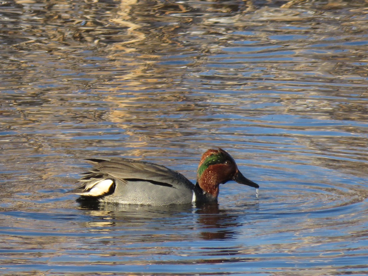 Green-winged Teal - ML514768111