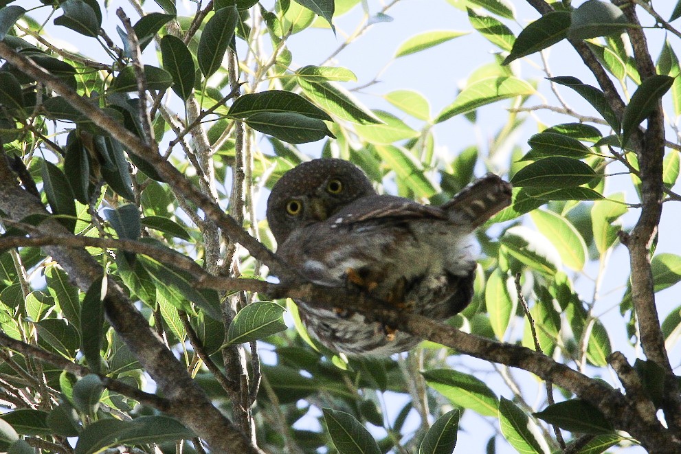 Colima Pygmy-Owl - Sky Schipper