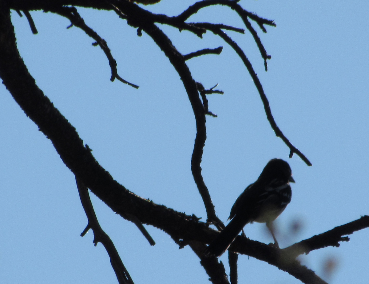 Spotted Towhee - ML514769951